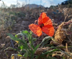 Papaver dubium