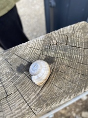 Pseudotachea splendida