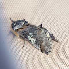 Diloba caeruleocephala