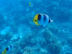 Chaetodon ulietensis