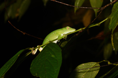 Anolis biporcatus