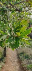 Quercus