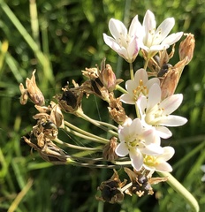 Nothoscordum gracile
