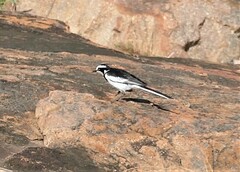 Motacilla aguimp