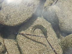 Parablennius parvicornis