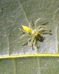 Plexippoides guangxi