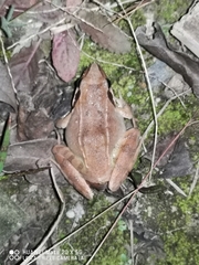 Rana zhenhaiensis