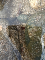 Parablennius parvicornis