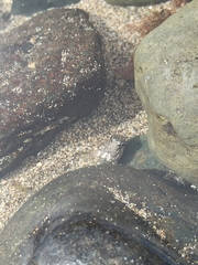 Parablennius parvicornis