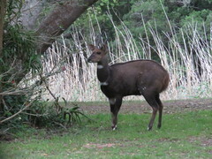 Tragelaphus sylvaticus