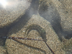 Parablennius parvicornis