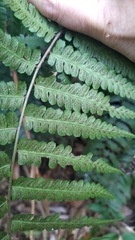 Diplazium laxifrons