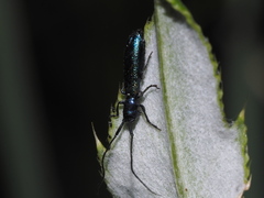 Agapanthiola leucaspis