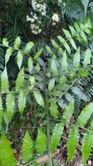 Diplazium laxifrons