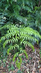 Diplazium laxifrons