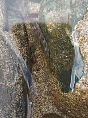 Parablennius parvicornis