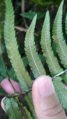 Dryopteris cycadina