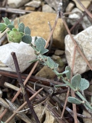 Andrachne telephioides