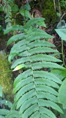 Dryopteris cycadina