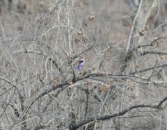 Halcyon leucocephala