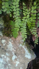 Asplenium tripteropus