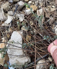 Andrachne telephioides