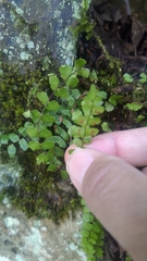 Asplenium tripteropus