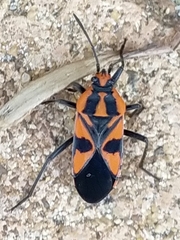 Spilostethus pacificus