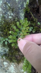 Asplenium tripteropus