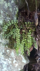 Asplenium tripteropus