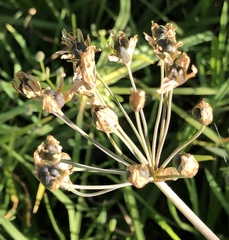 Nothoscordum gracile