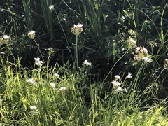 Nothoscordum gracile