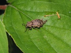 Mesagroicus piliferus