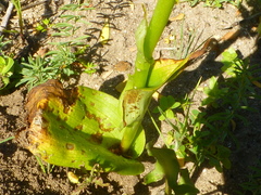 Pterygodium volucris