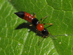 Paederus riparius