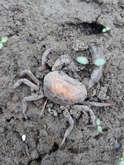 Parathelphusa convexa