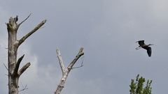 Egretta novaehollandiae novaehollandiae