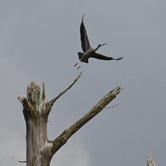 Egretta novaehollandiae novaehollandiae