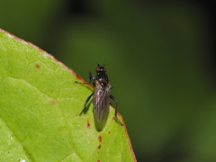Sphaeroceridae