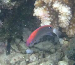 Pomacentrus bankanensis