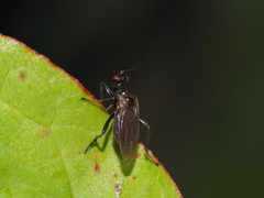 Sphaeroceridae