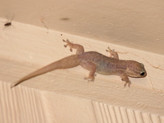 Gehyra versicolor