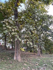Coccoloba pubescens