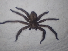 Polybetes trifoveatus