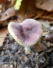 Russula puellaris