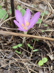 Colchicum stevenii