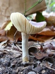 Russula puellaris