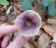 Russula puellaris