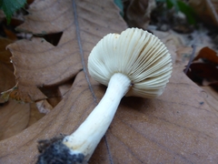 Russula puellaris