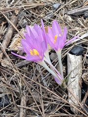 Colchicum stevenii